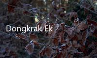 Dongkrak Ekonomi Lokal, WIKA Tingkatkan Kualitas Pertanian dengan Budidaya Mangga Kiojay