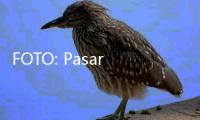FOTO: Pasar Burung Pramuka yang Tak Pernah Sepi Pengunjung